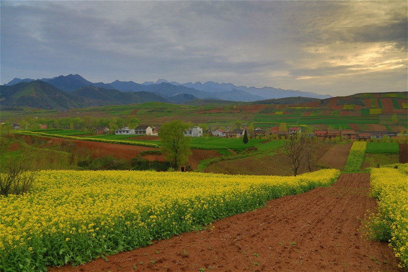 陜西西安鮑旗寨村油菜花風景圖片