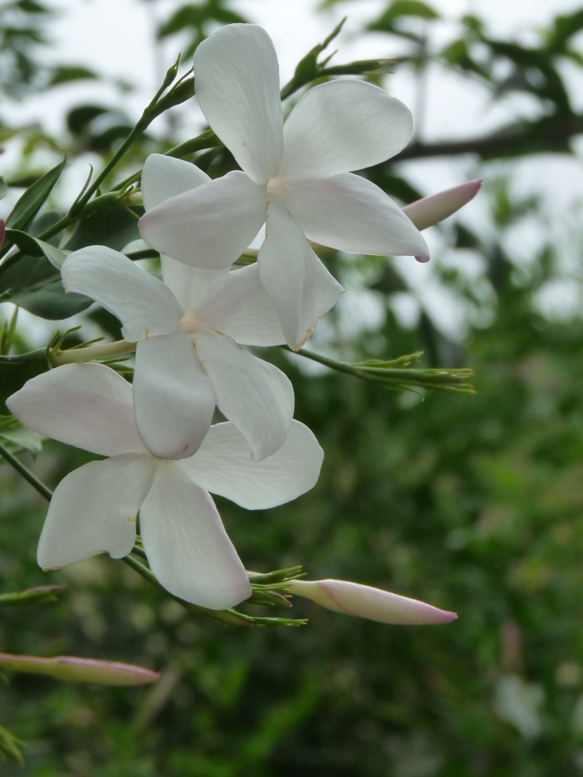 茉莉花图片