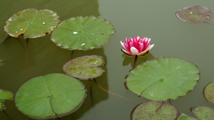 水莲花图片