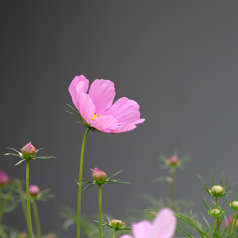 粉色波斯菊圖片