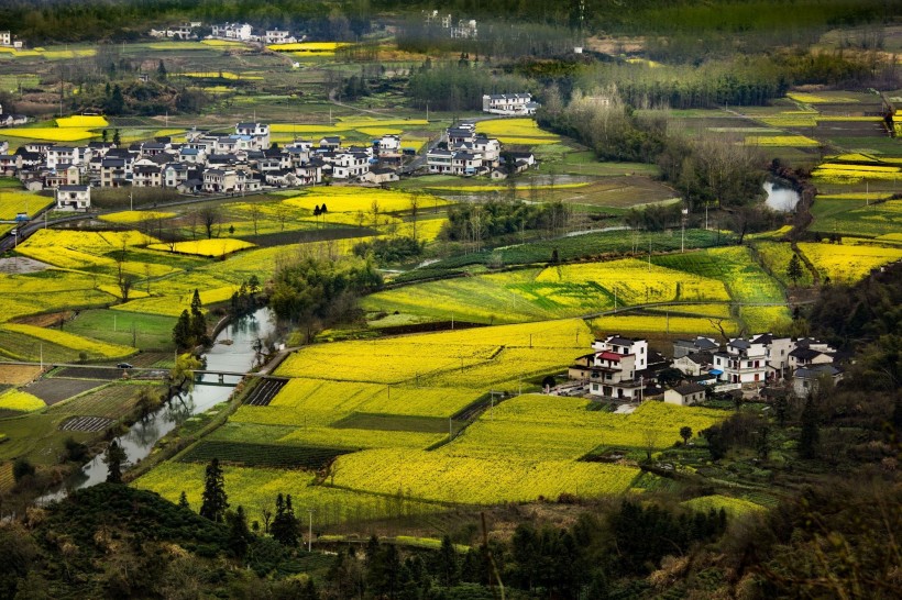 远眺油菜花田图片