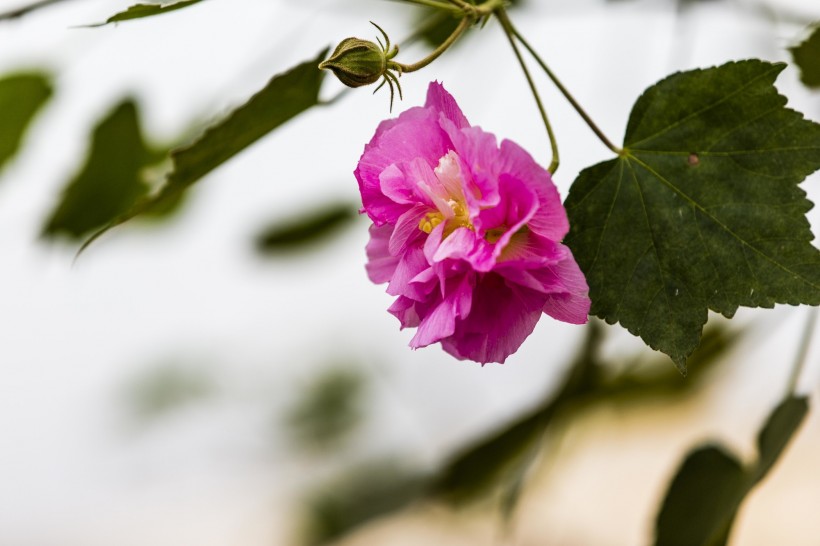 粉色木芙蓉圖片