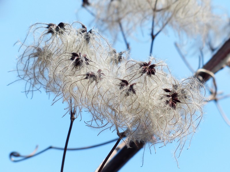 藤本花卉皇后之铁线莲图片