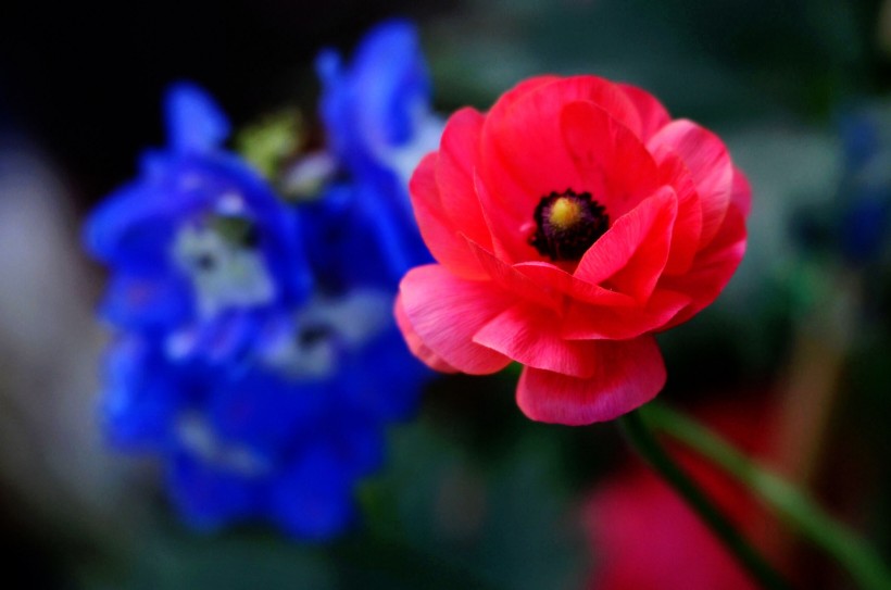 花毛茛图片