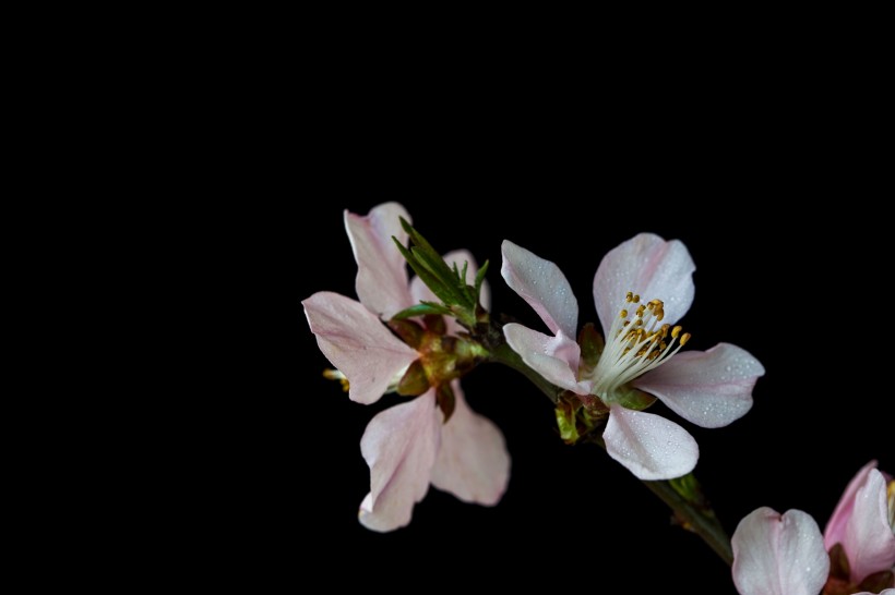 微距桃花圖片