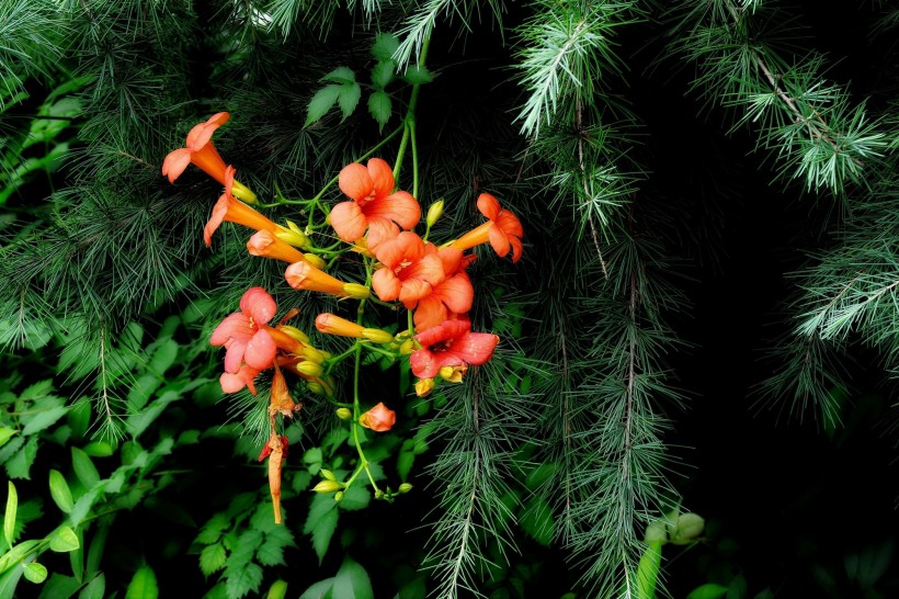 橙色凌霄花圖片   