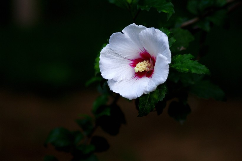 白色木槿花圖片