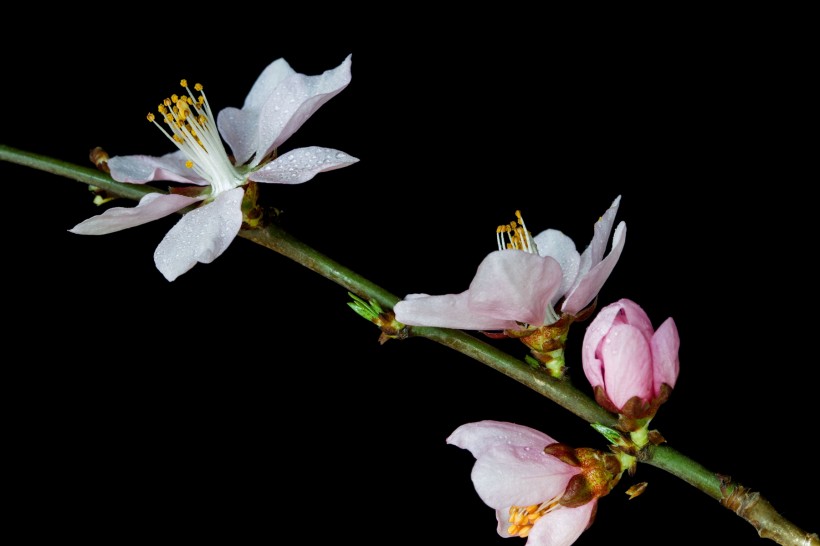 微距桃花图片