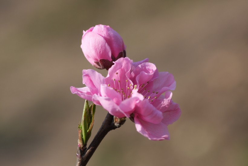 红粉桃花图片