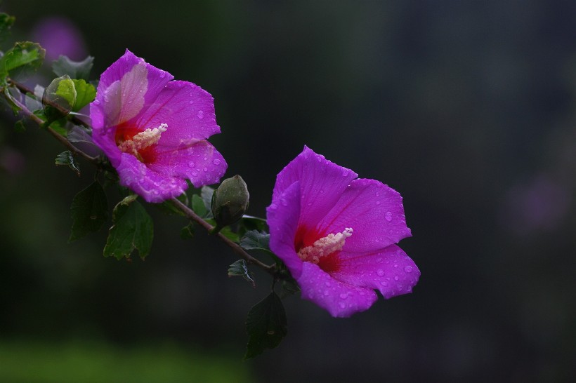 雨后木槿花图片 