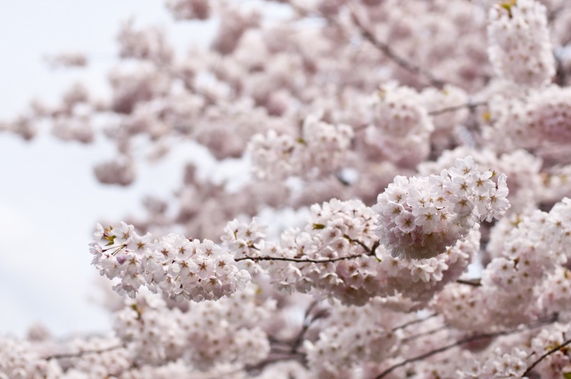 树枝上美丽的樱花图片