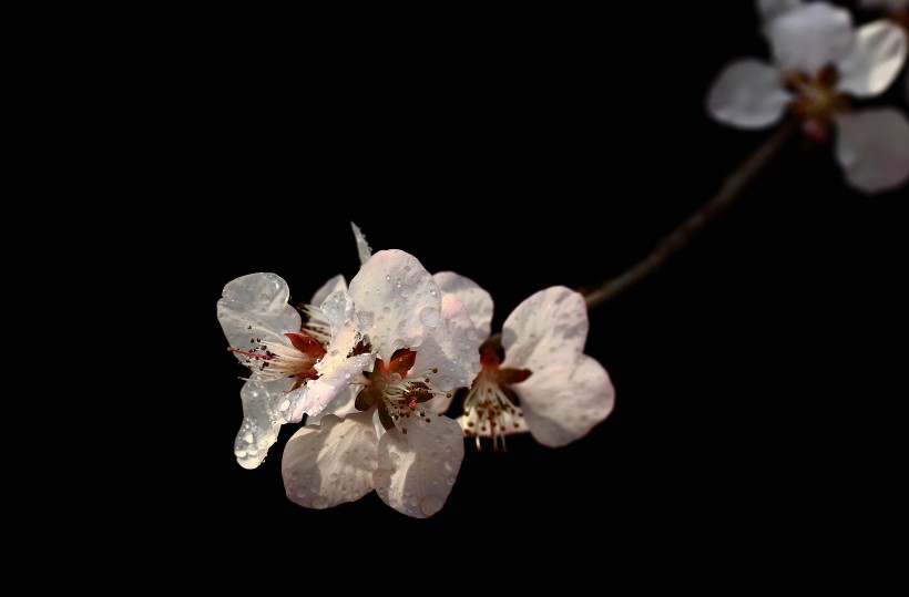 山桃花圖片