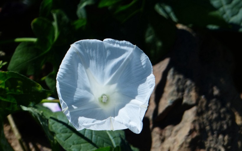 牽牛花圖片 