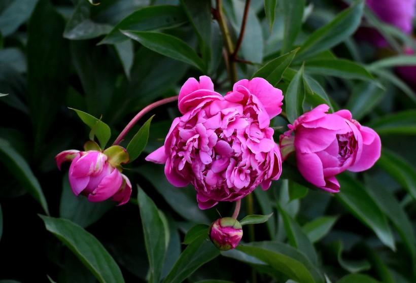 紫色芍藥花圖片