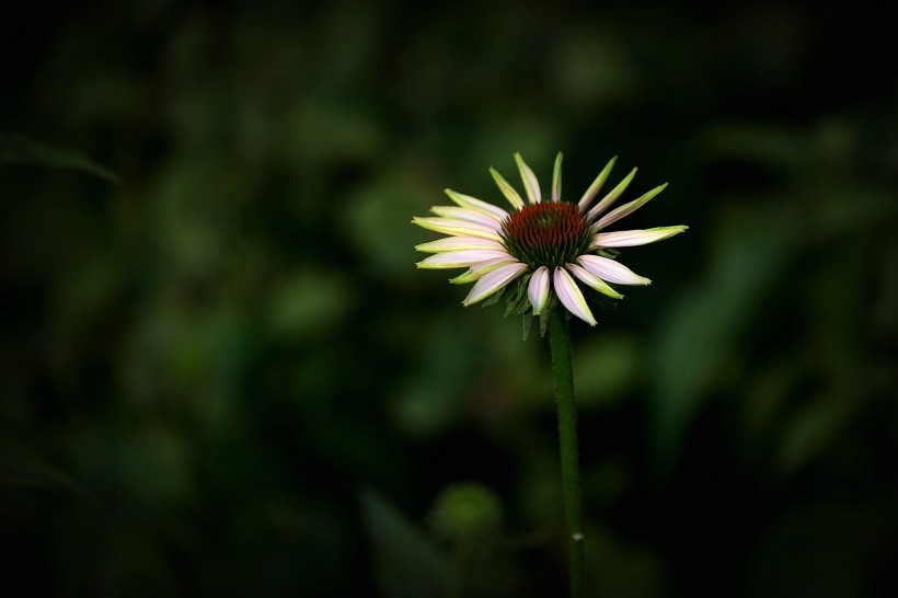 松果菊图片