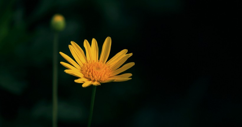 黃色菊花圖片