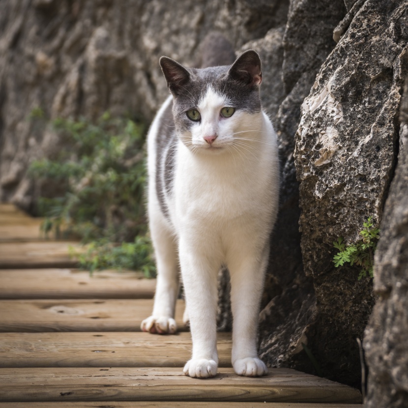 扭头张望的猫图片