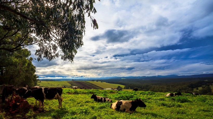 澳大利亚墨尔本郊外农场风景图片