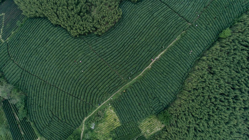 绿色茶园风景图片