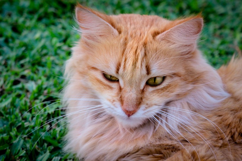 懒洋洋的猫咪图片