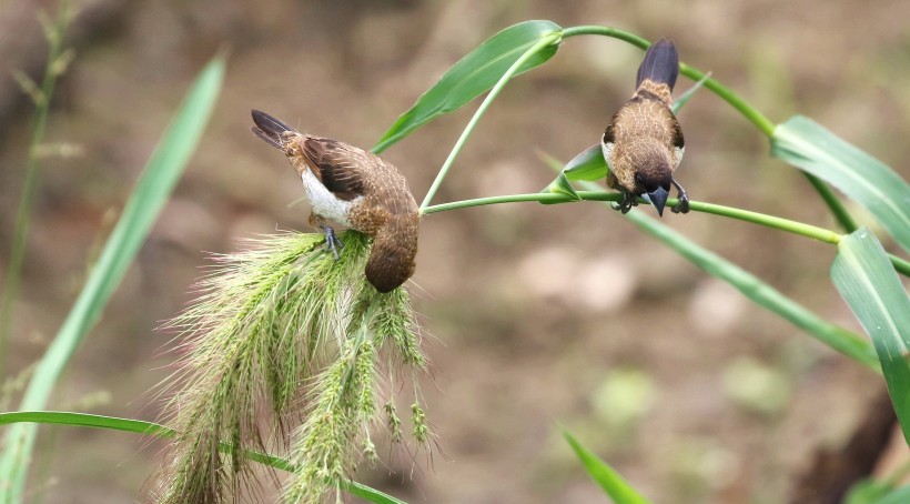 白腰文鳥圖片