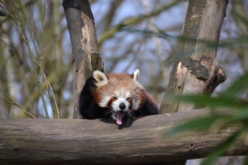 可爱的小熊猫图片