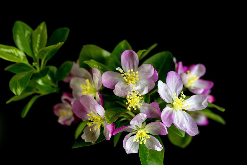 粉色海棠花图片