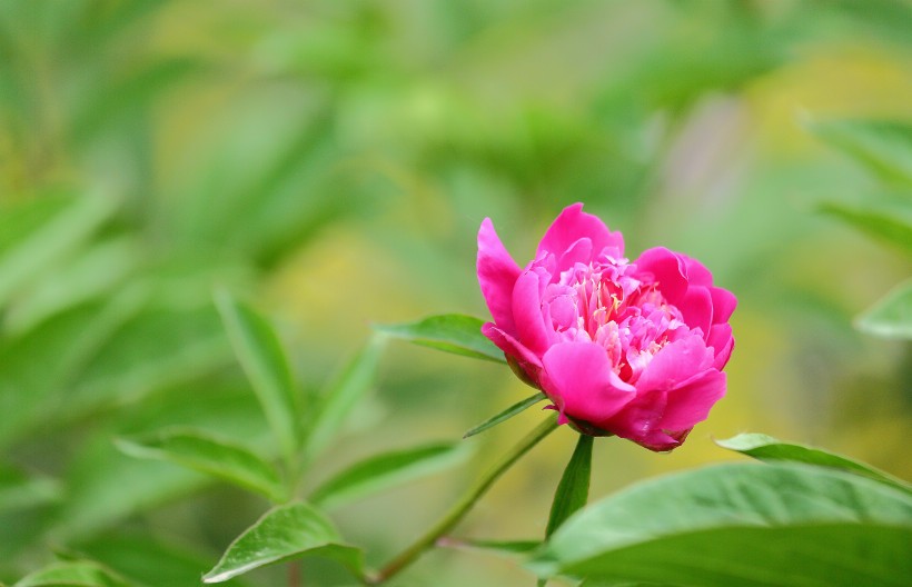 含苞待放的芍药花图片