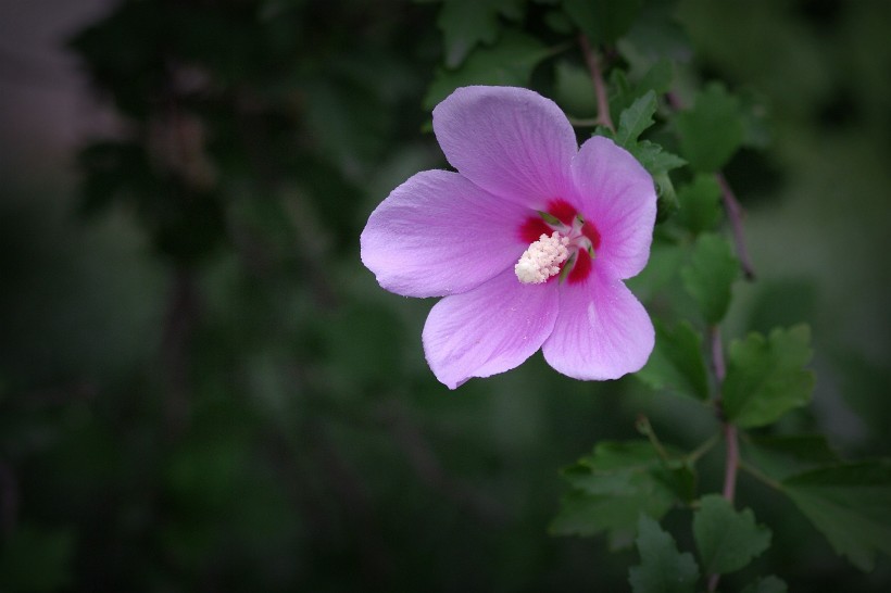 木槿花圖片 