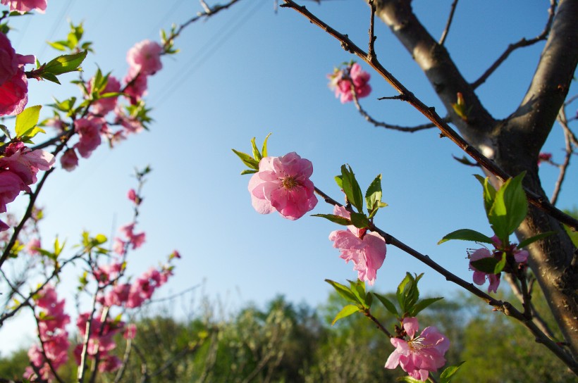 梅花樹(shù)枝上粉紅色的梅花圖片