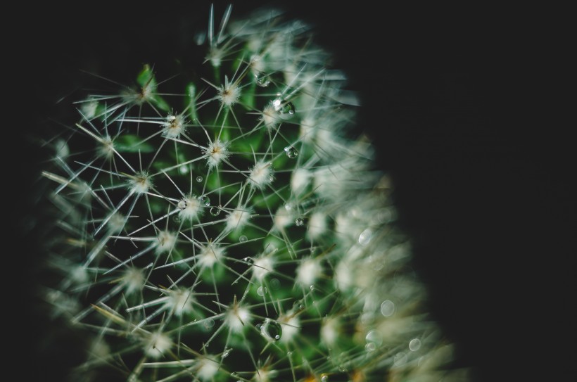 多肉植物仙人掌图片