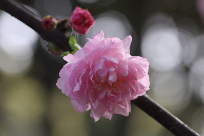 粉色郁李花圖片   