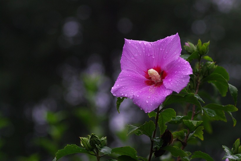 雨后木槿花图片 