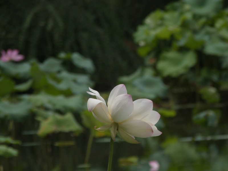 荷花圖片