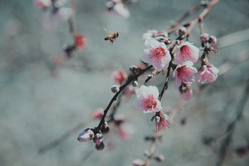 采蜜的蜜蜂图片