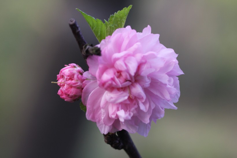 粉色郁李花圖片   