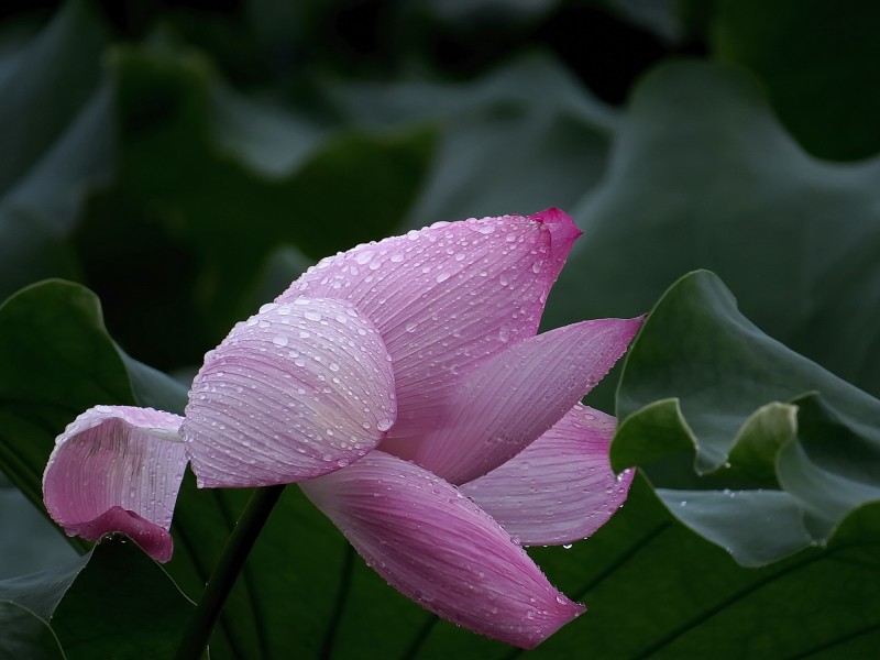 雨后荷花圖片