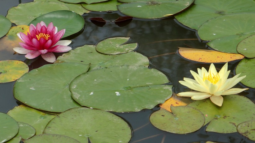 水莲花图片