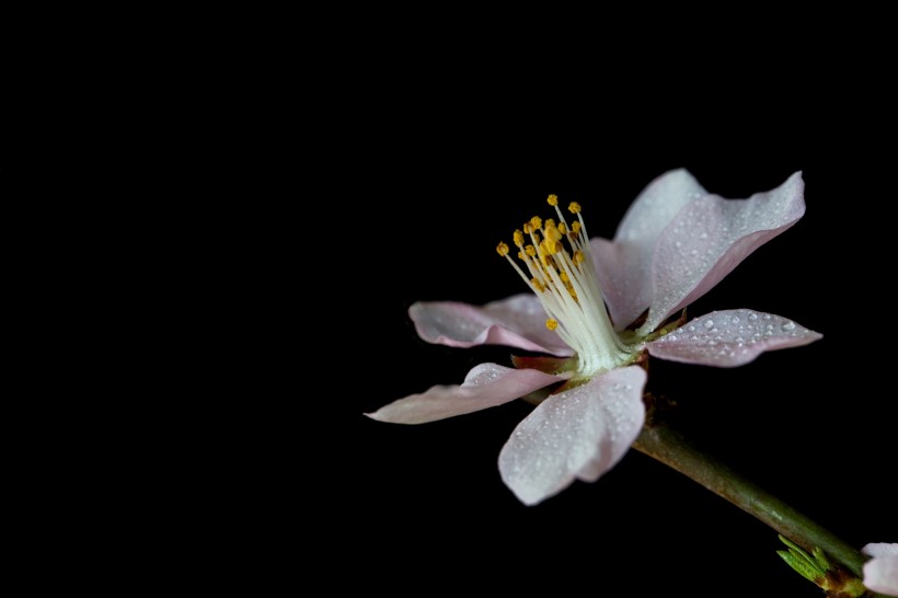 微距桃花圖片