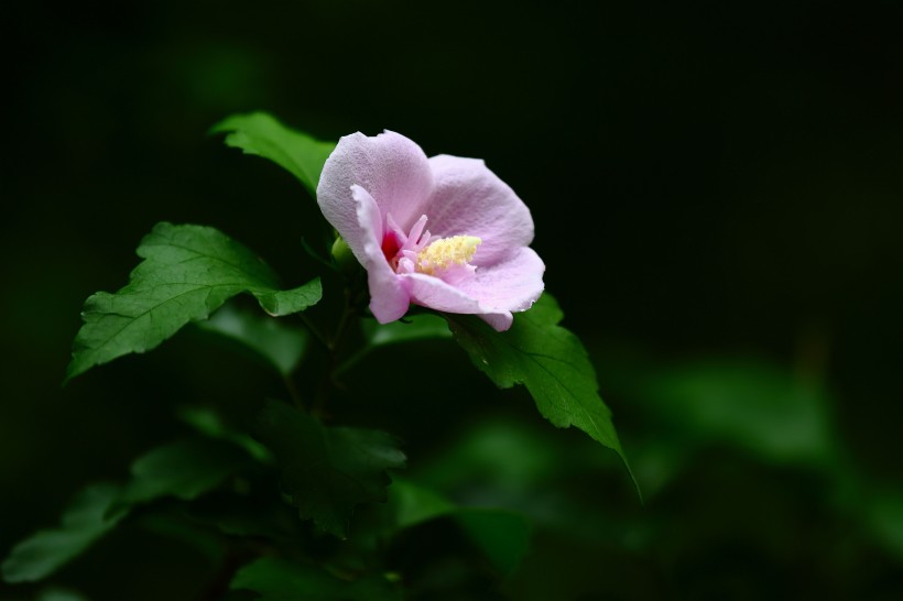 木槿花圖片