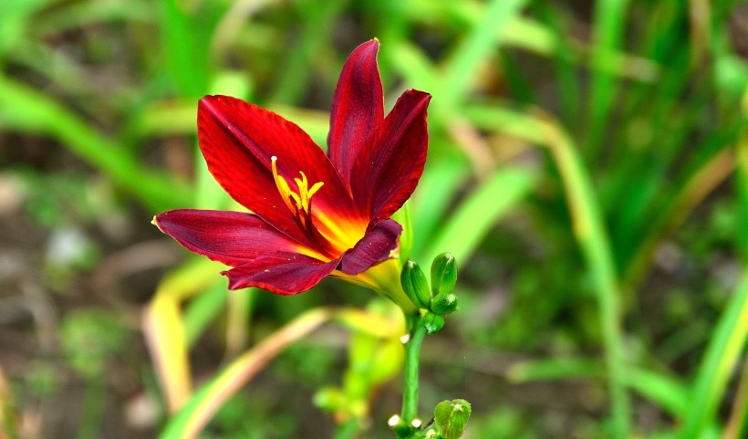 萱草花圖片