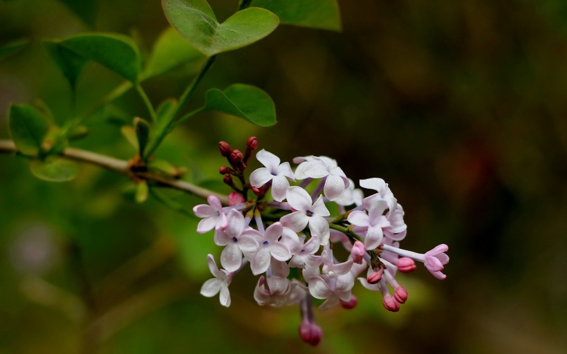 丁香花唯美的图片