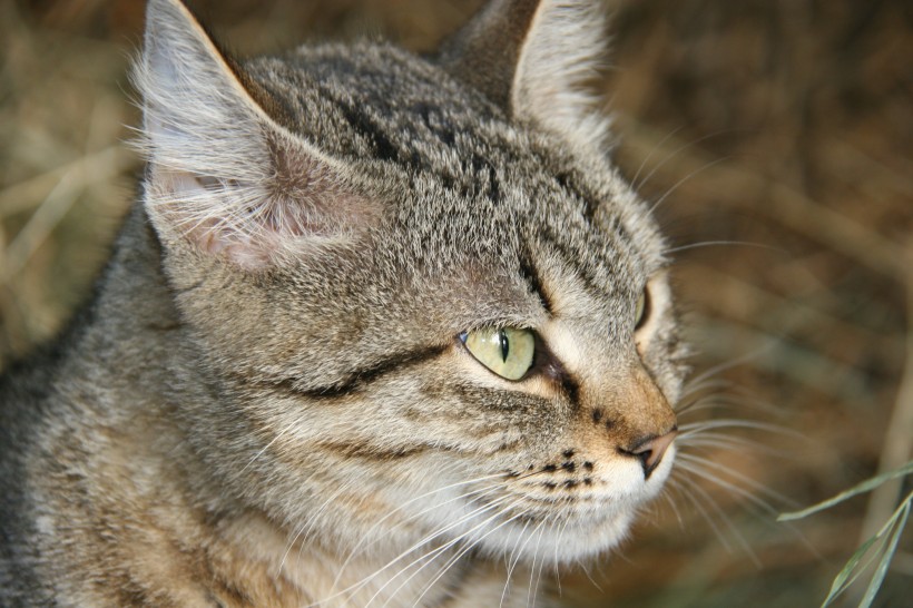 猫咪脸部特写图片