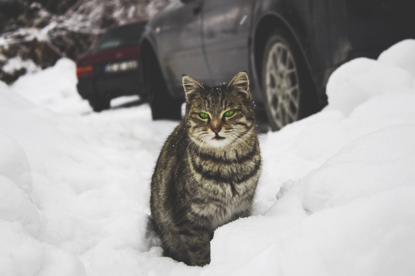 毛茸茸的猫咪图片