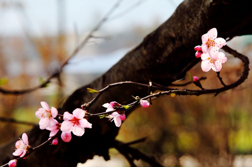 桃花图片