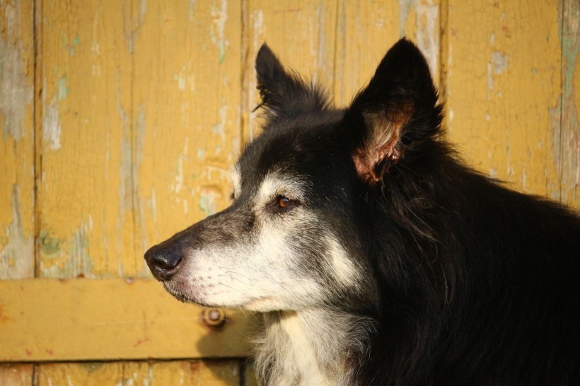 顽皮可爱的牧羊犬图片