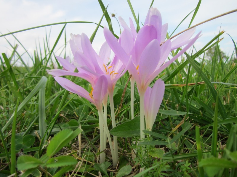 淡雅水仙花图片