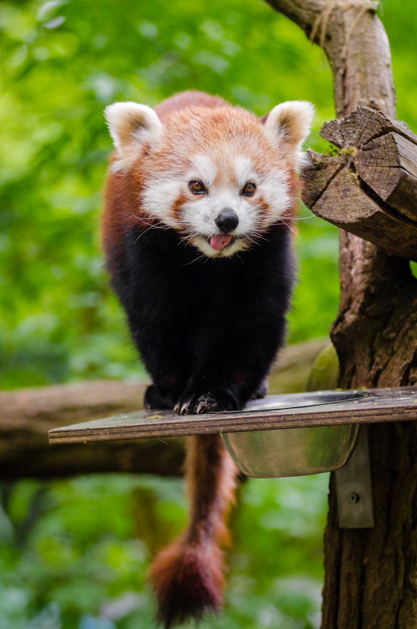 树干上的小熊猫图片