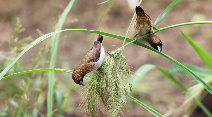 白腰文鳥圖片