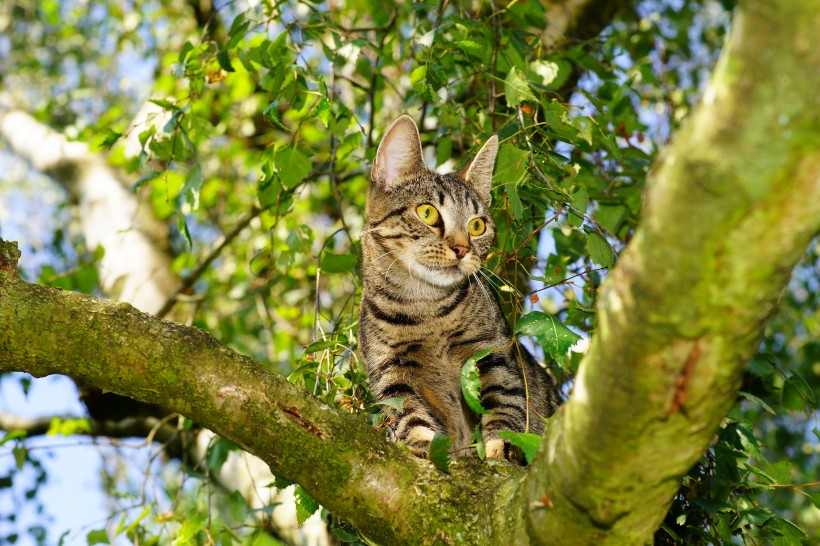 扭头张望的猫咪图片